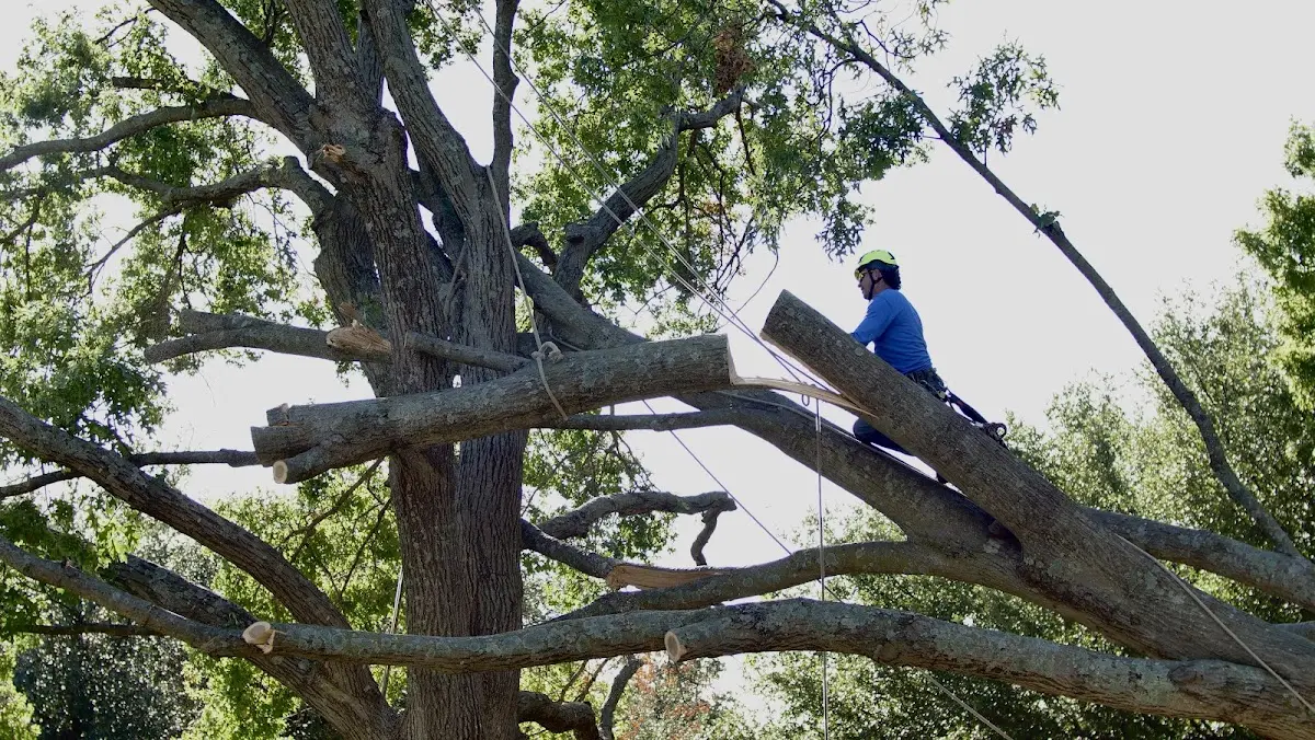 Professional Crown Thinning performed by certified arborists in Como